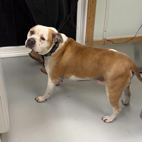 Enlarge Cocoa, a Adoptable Pit Bull Terrier in Driggs, ID image 2/4