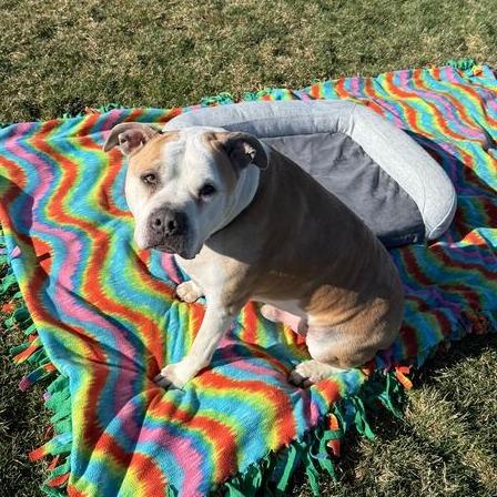 Cocoa, a Adoptable Pit Bull Terrier in Driggs, ID image 3/6