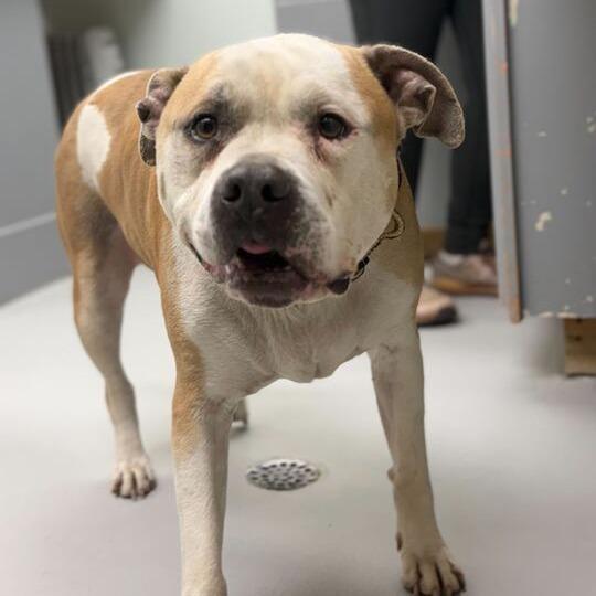 Enlarge Cocoa, a Adoptable Pit Bull Terrier in Driggs, ID image 3/4