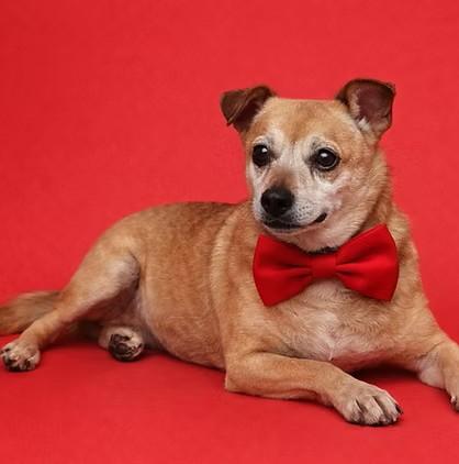 Enlarge Puck, a Adoptable Chihuahua in Salt Lake City, UT image 1/6