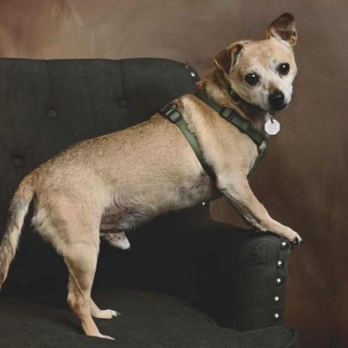 Puck, a Adoptable Chihuahua in Salt Lake City, UT image 5/6