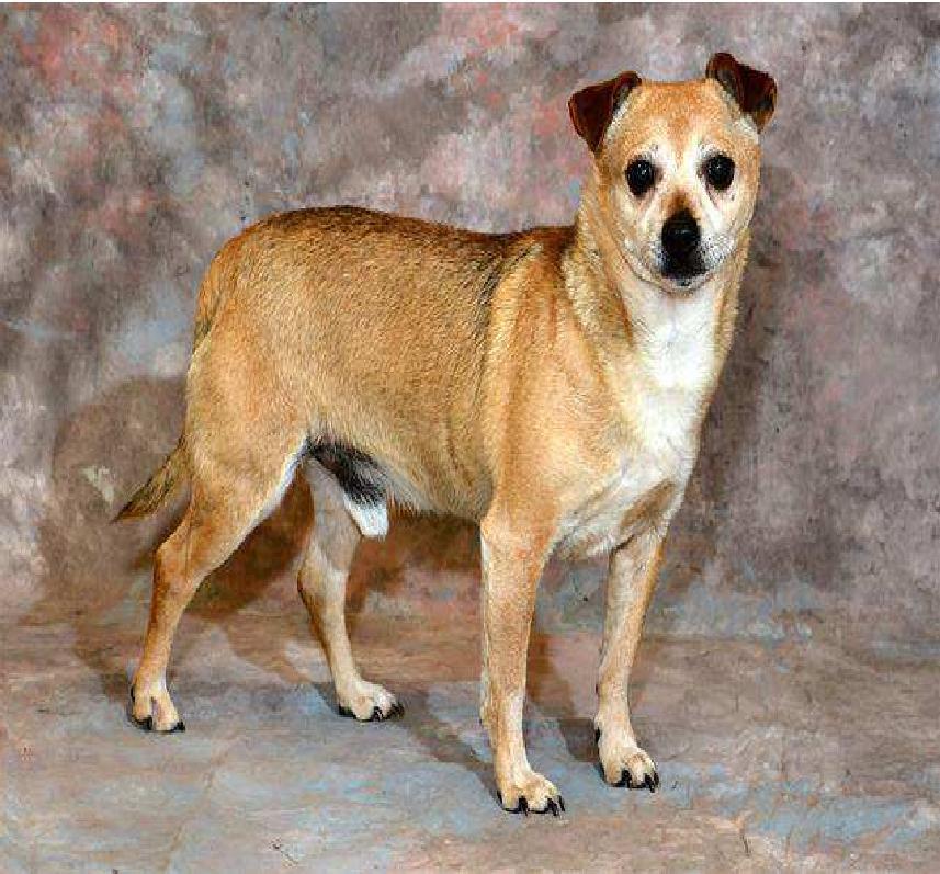 Puck, a Adoptable Chihuahua in Salt Lake City, UT image 6/6