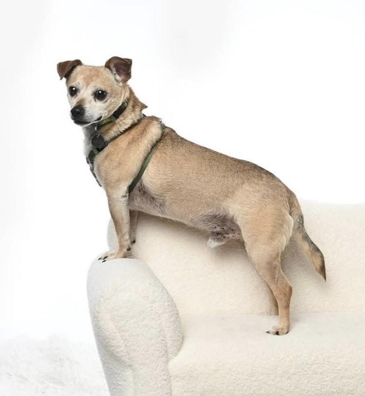 Puck, Adoptable, Adult Male Chihuahua.