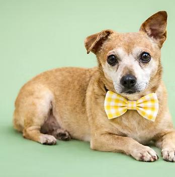 Puck, Adoptable, Adult Male Chihuahua.