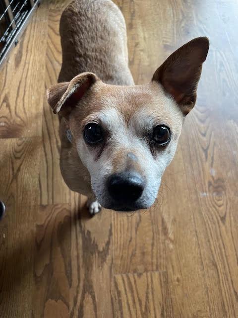 Puck, a Adoptable Chihuahua in Salt Lake City, UT image 3/6