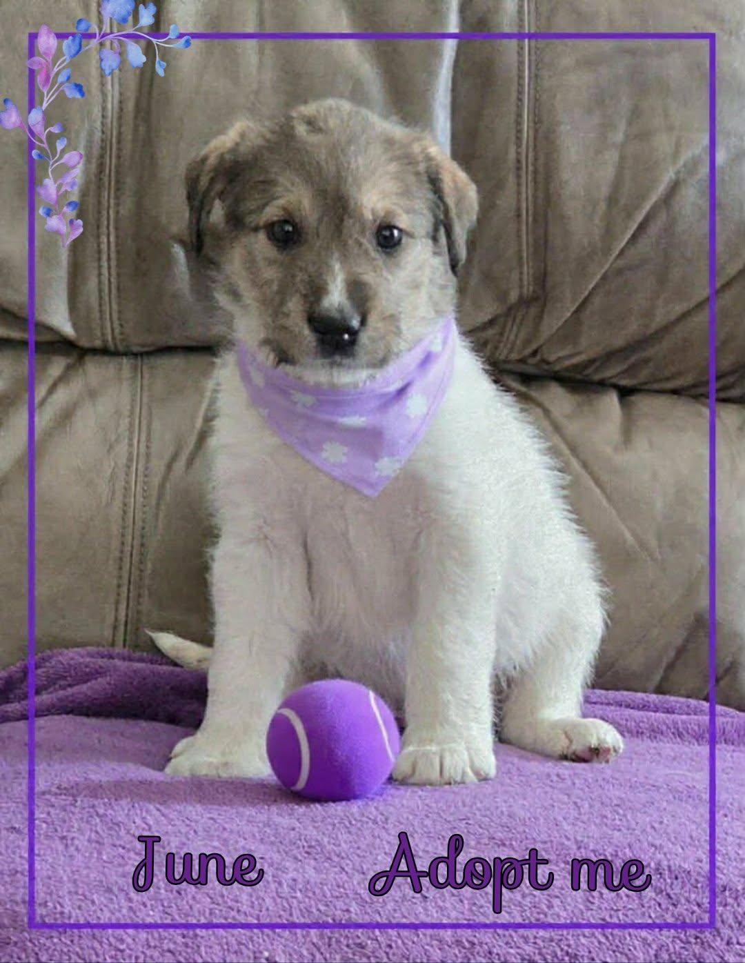 June, a ADOPTABLE mixed breed in Grove, OK image 3/3