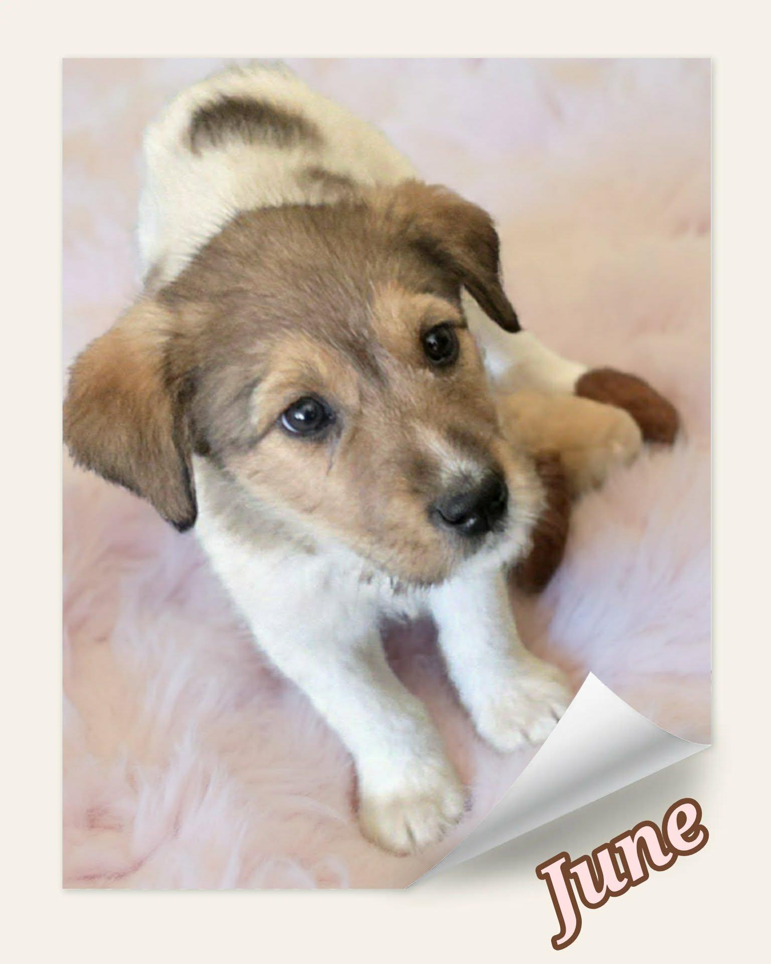 June, a ADOPTABLE mixed breed in Grove, OK image 2/3