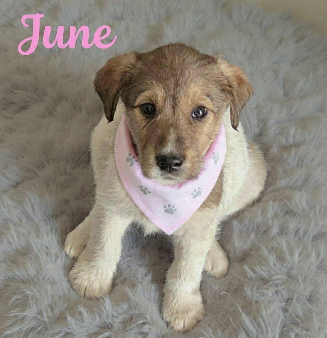 June, ADOPTABLE, Puppy Female Great Pyrenees & Border Collie.