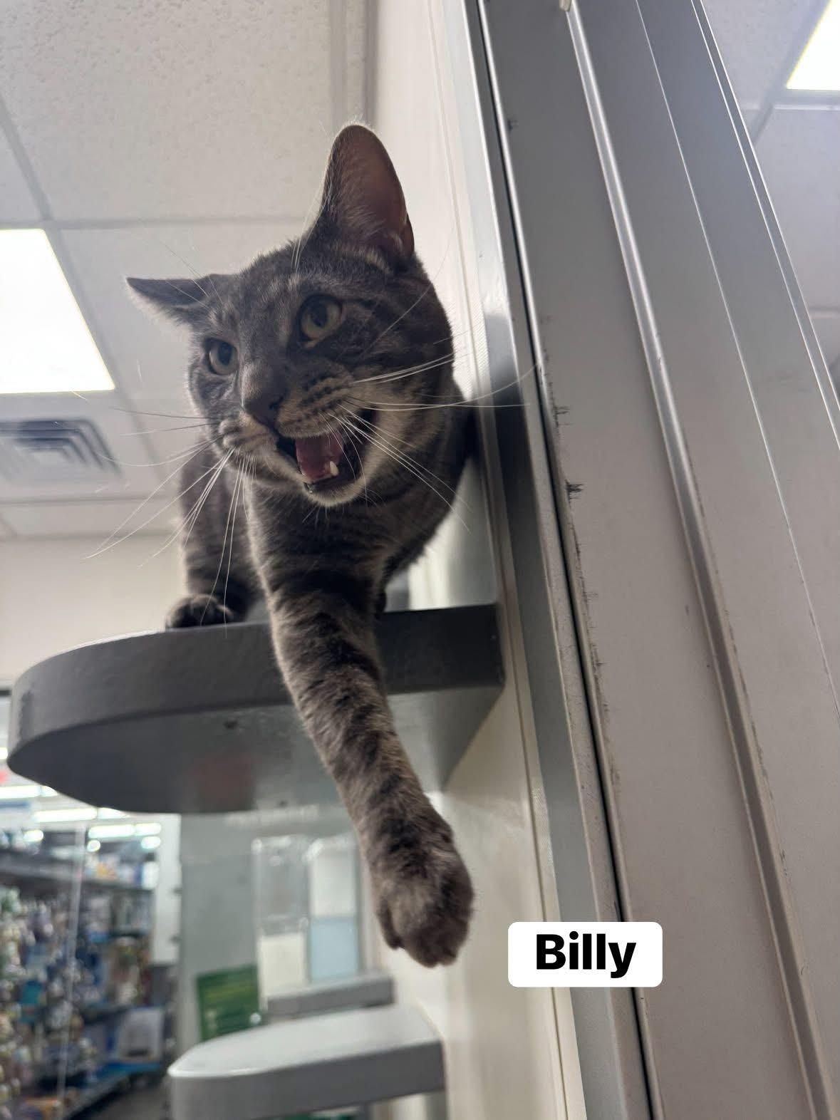 Billy, a ADOPTABLE Domestic Short Hair in Staten Island, NY image 4/5