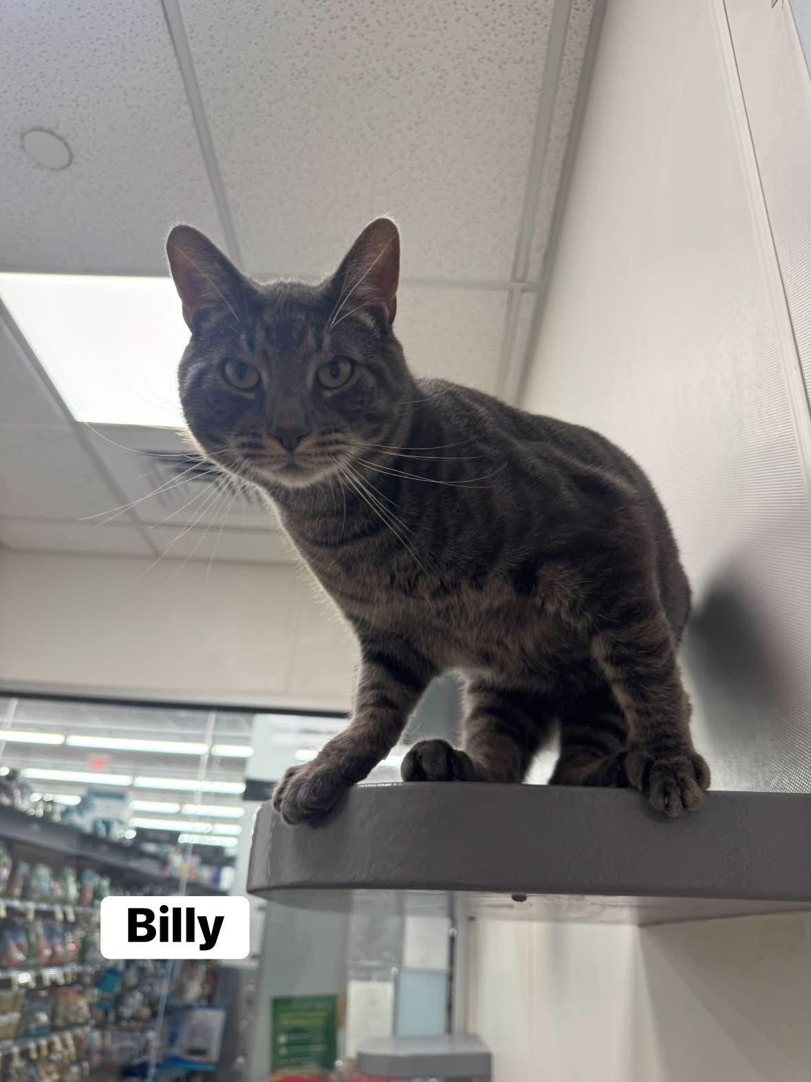 Billy, a ADOPTABLE Domestic Short Hair in Staten Island, NY image 5/5