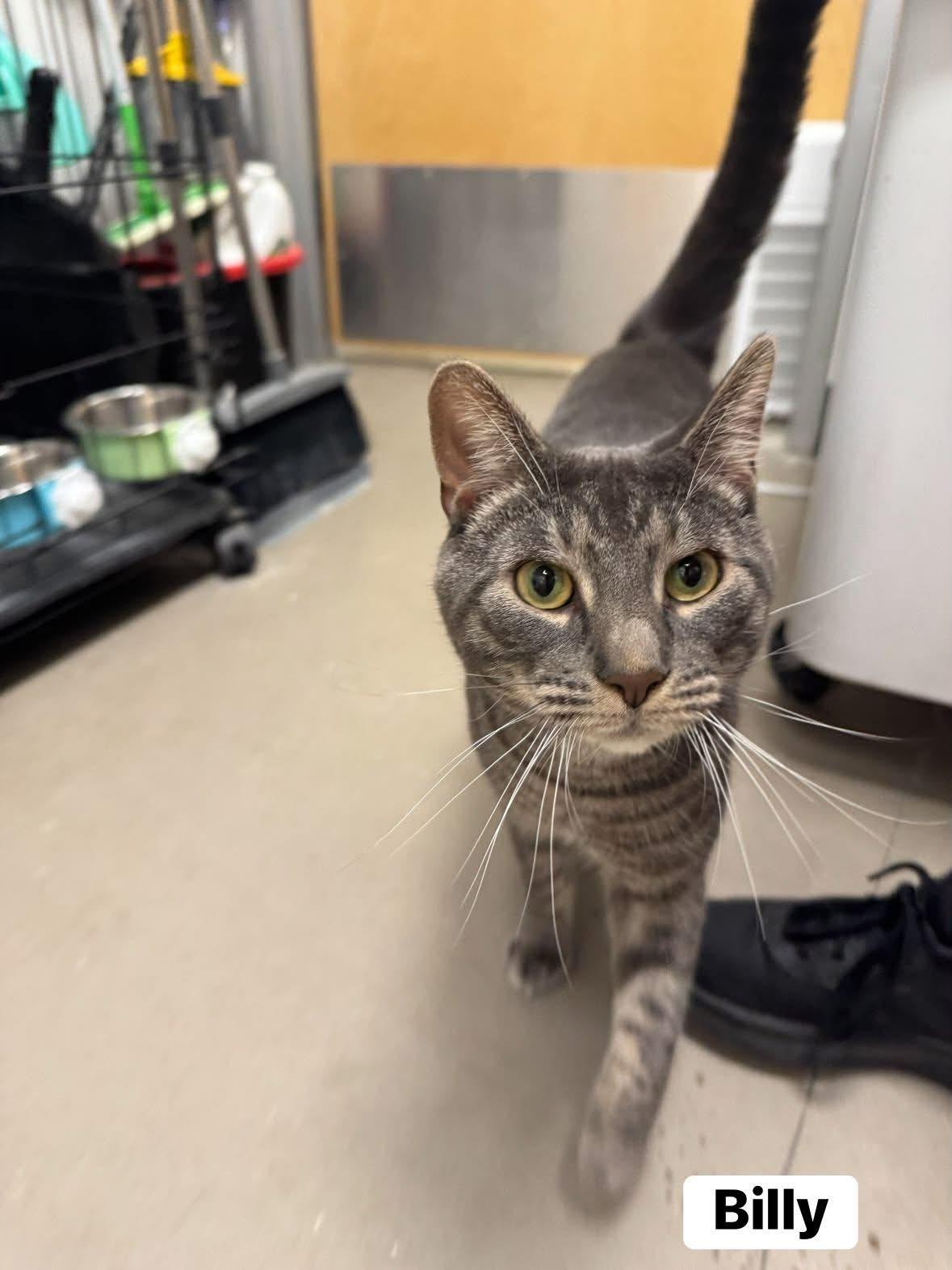 Billy, a ADOPTABLE Domestic Short Hair in Staten Island, NY image 2/5