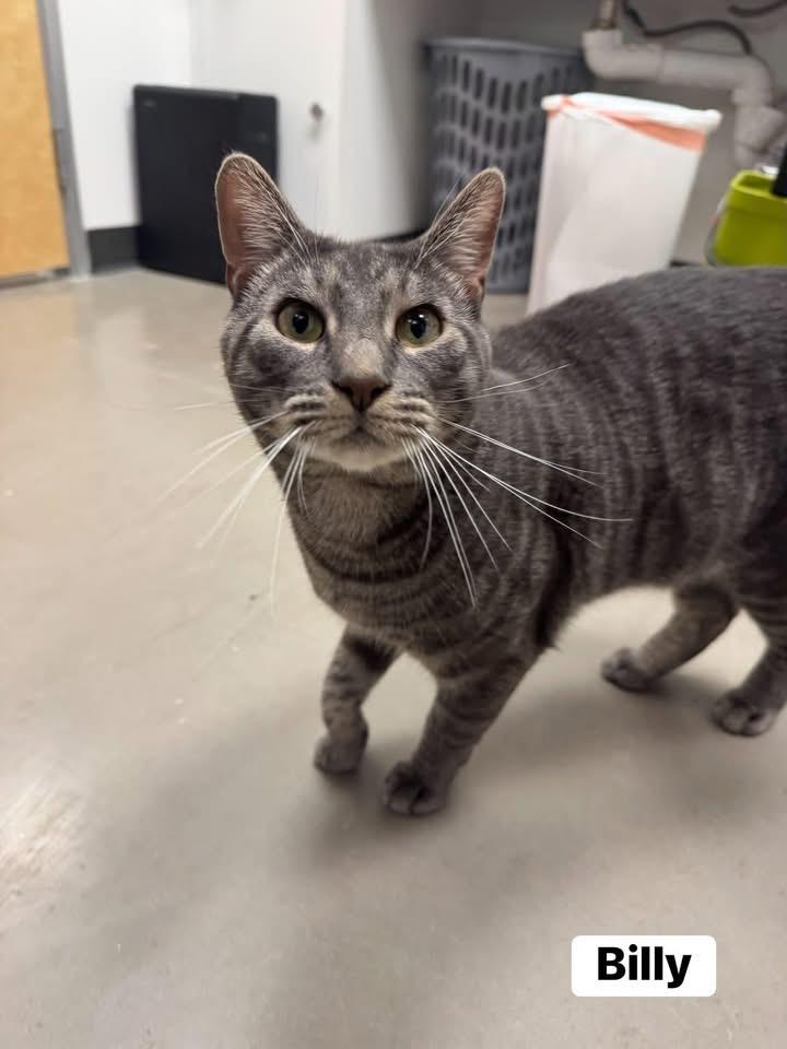 Billy, a ADOPTABLE Domestic Short Hair in Staten Island, NY image 3/5