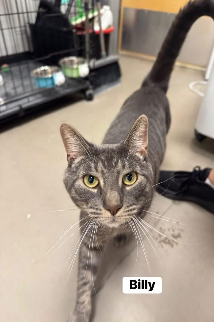 Billy, ADOPTABLE, Kitten Male Domestic Short Hair.