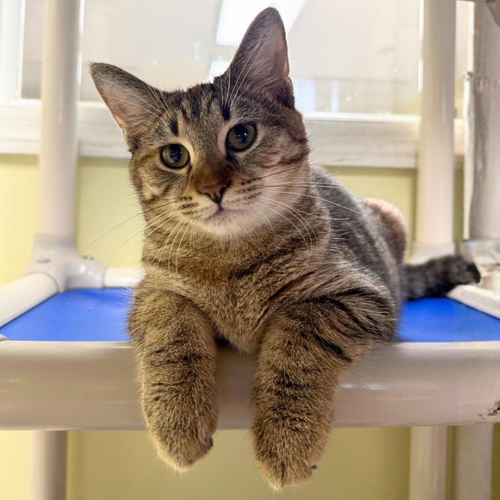 Enlarge Peoria, a Adoptable mixed breed in Saint Petersburg, FL image 1/1