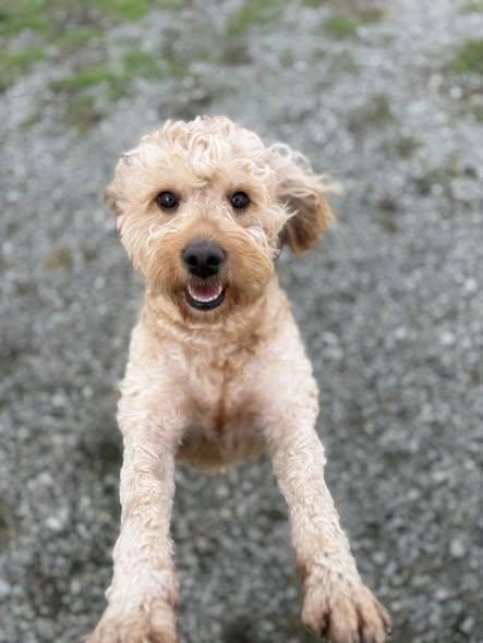 Enlarge Hazel, an adopted Goldendoodle in New Stanton, PA image 2/3