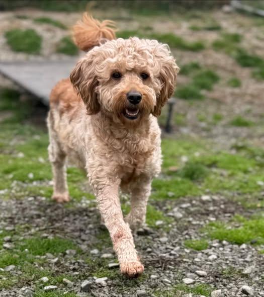Enlarge Hazel, an adopted Goldendoodle in New Stanton, PA image 3/3
