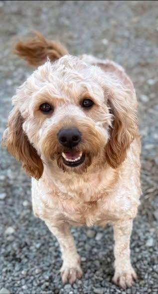 Hazel, adopted, Adult Female Goldendoodle.