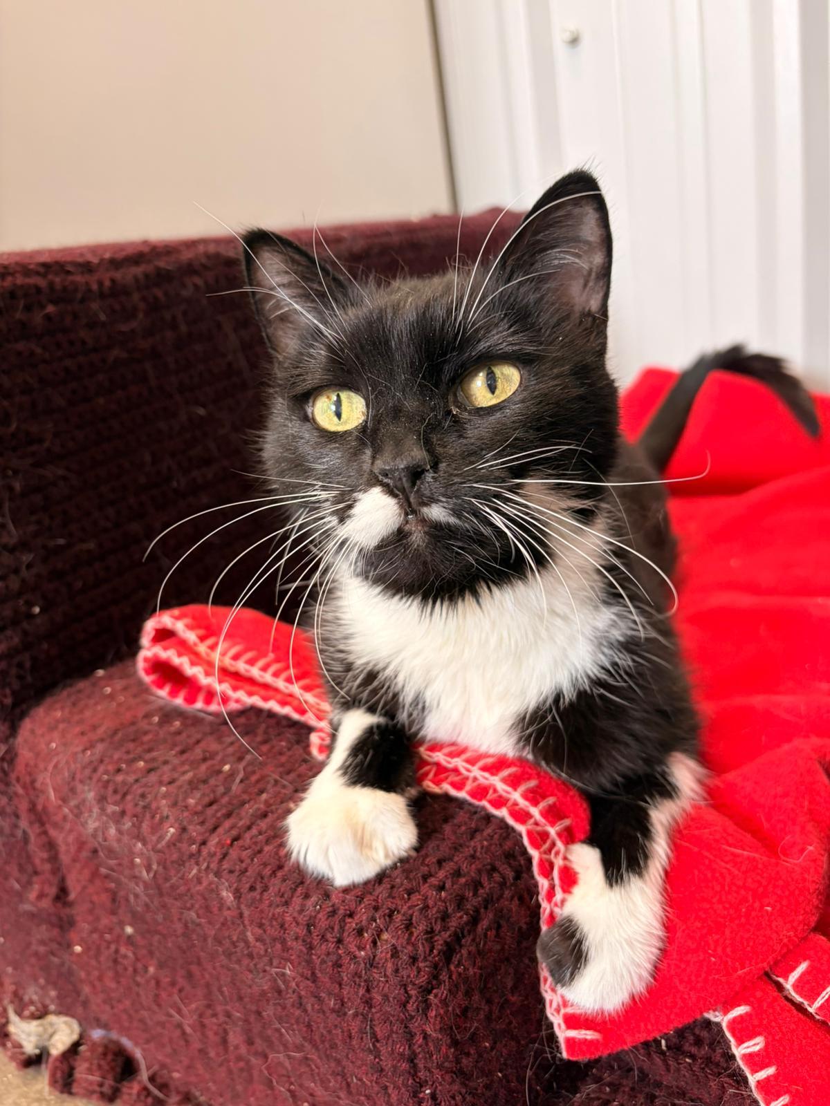 Nikita, ADOPTABLE, Senior Female Domestic Short Hair.