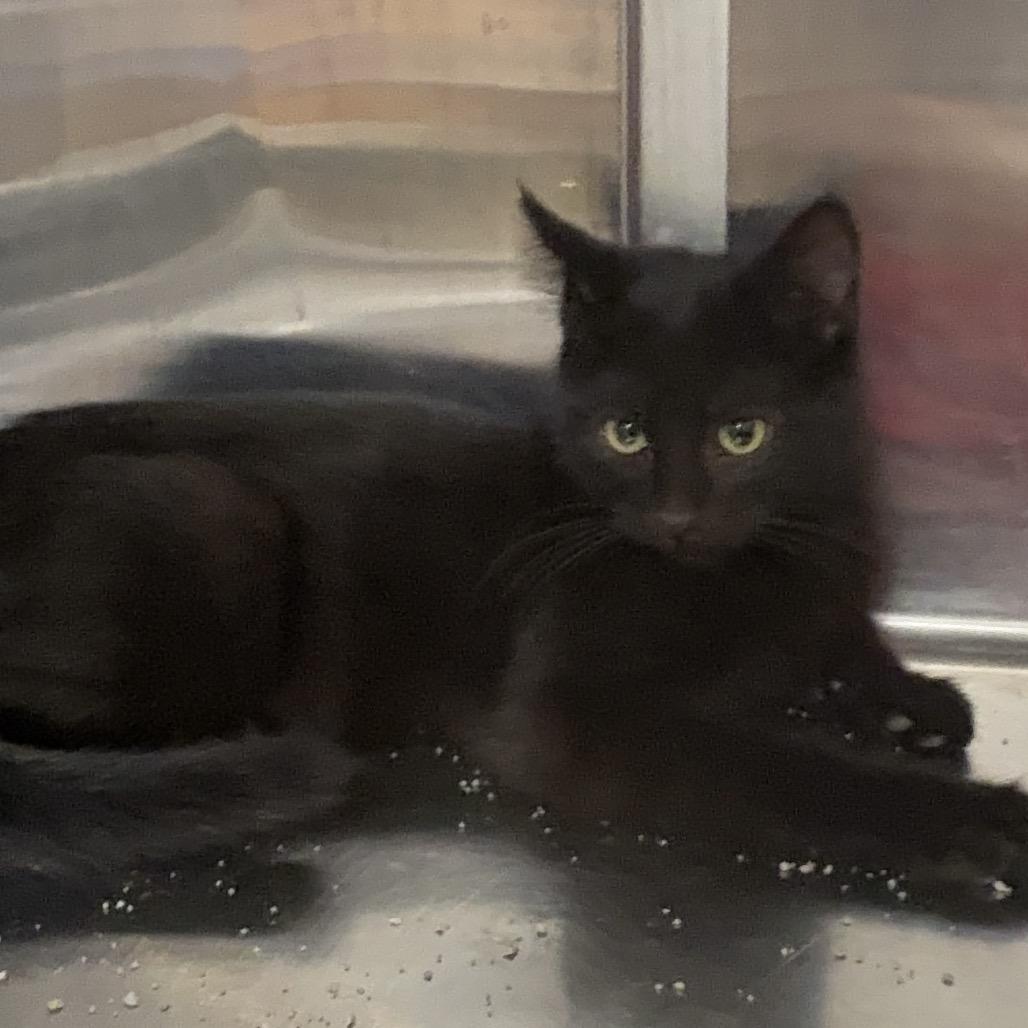 Merlin, Adoptable, Kitten Male Domestic Short Hair.