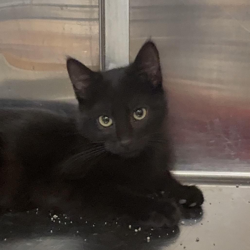 Merlin, a Adoptable Domestic Short Hair in Washougal, WA image 2/4