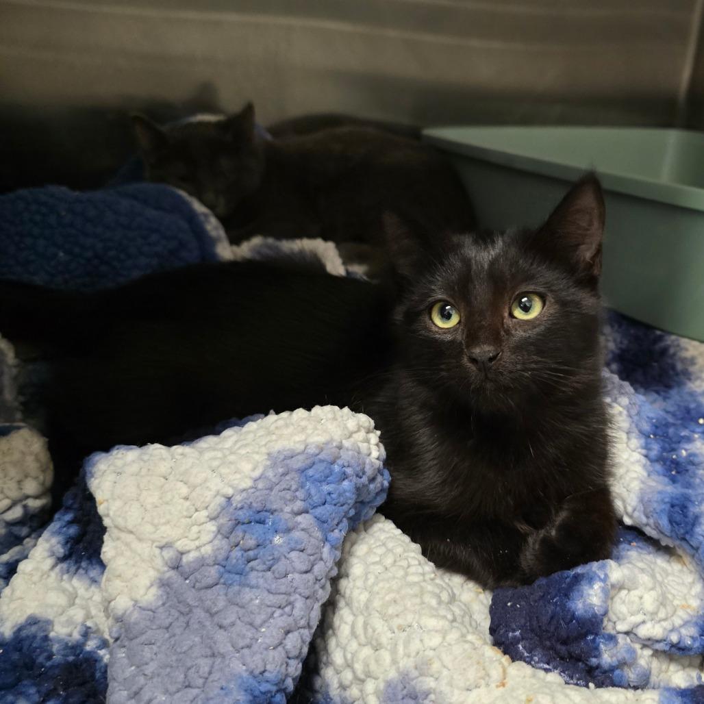 Merlin, a Adoptable Domestic Short Hair in Washougal, WA image 4/4