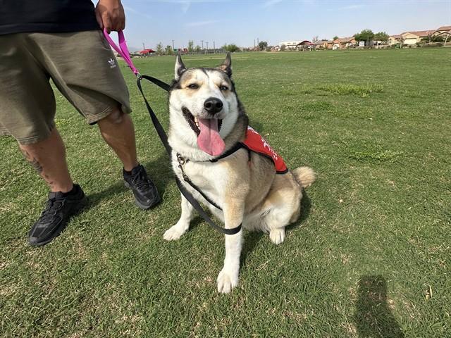 Enlarge SUKI, a Adoptable mixed breed in Phoenix, AZ image 1/1