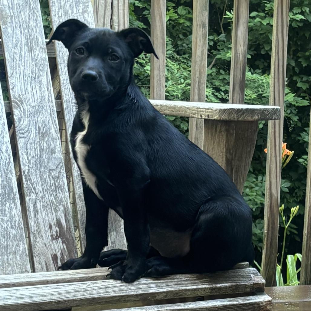 NY Christmas Tree (Foster in Mahopac NY), a Adoptable mixed breed in Eastford, CT image 4/5