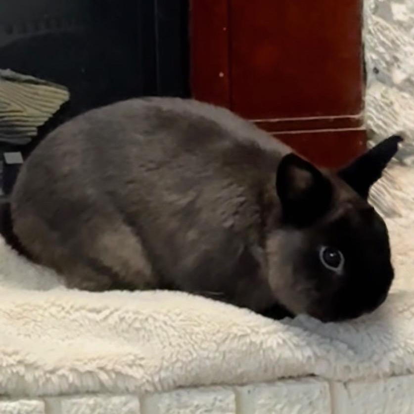 Enlarge Binx, a Adoptable Netherland Dwarf in Edina, MN image 2/2