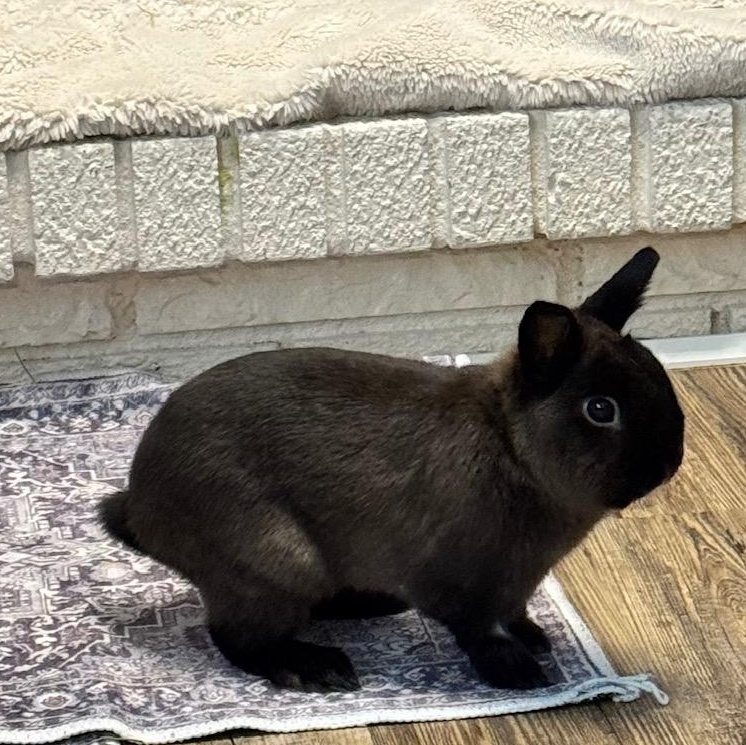 Enlarge Binx, a Adoptable Netherland Dwarf in Edina, MN image 1/2