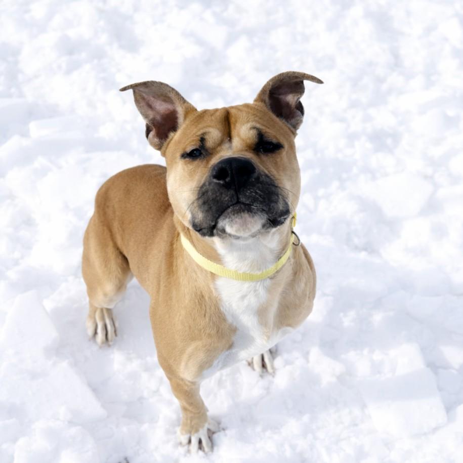 Enlarge FISHER, a Adoptable Pit Bull Terrier in Hagerstown, MD image 1/1