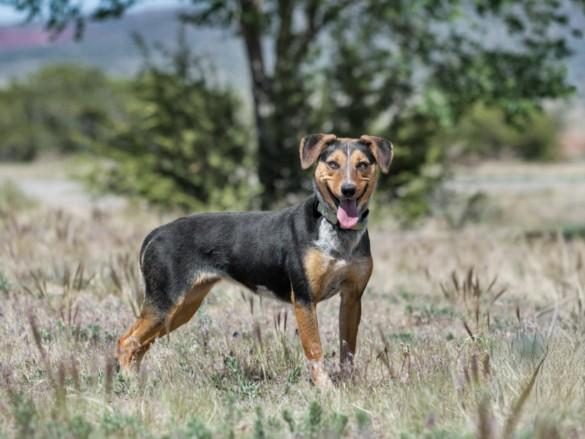 LUCKY CHARMS, Adoptable, Young Female Mixed Breed.