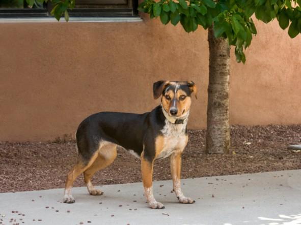 LUCKY CHARMS, Adoptable, Young Female Mixed Breed.