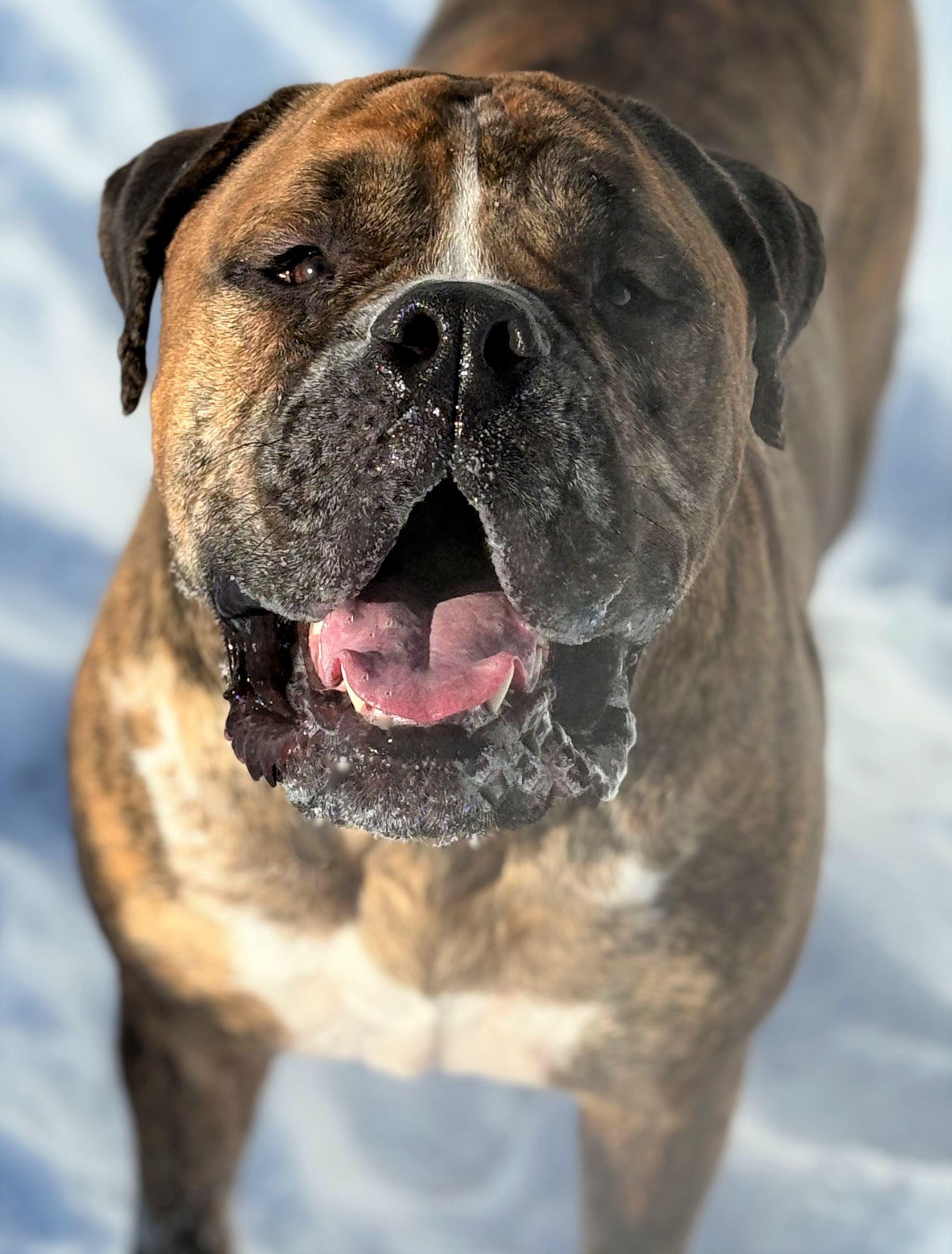 Burner, ADOPTABLE, Adult Male Bullmastiff.