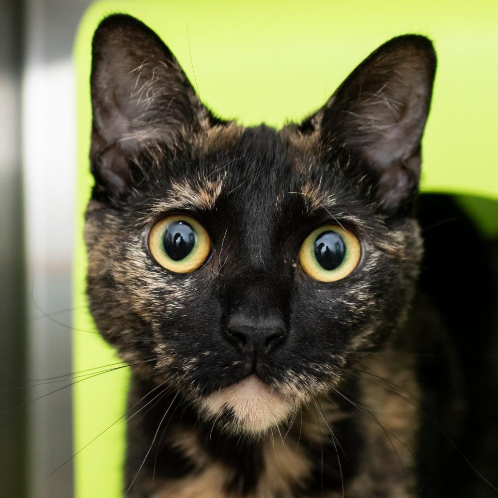 Goblin, Adoptable, Young Female Domestic Short Hair.