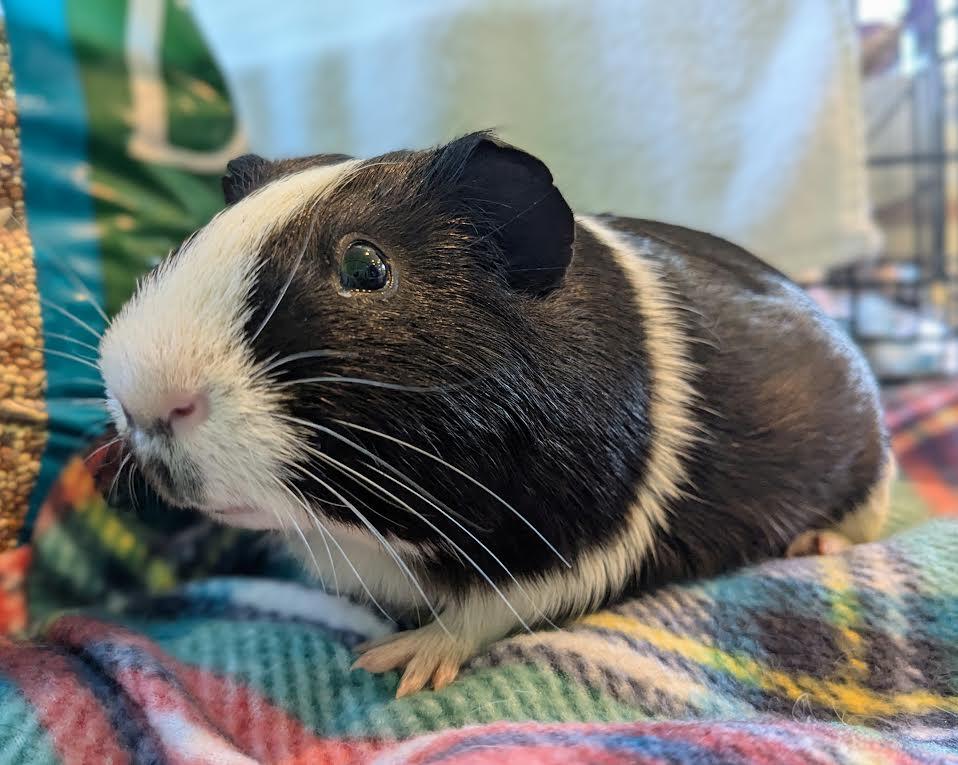 Elvis 2