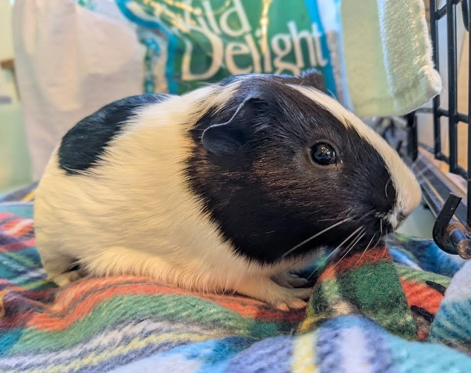 Elvis