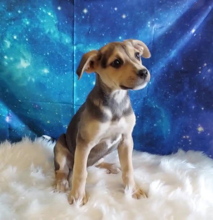 Enlarge Bahama, a Adopted mixed breed in Salt Lake City, UT image 4/6