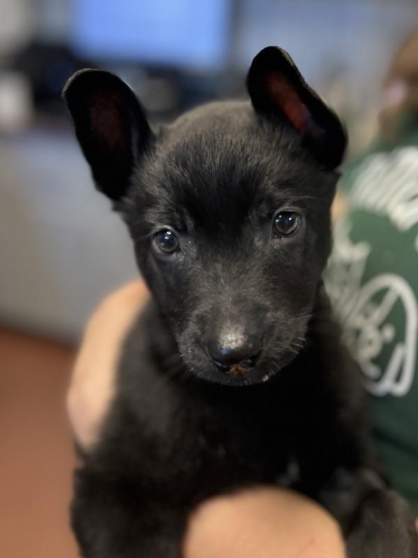 Peggy, Adoptable, Puppy Female Shepherd.