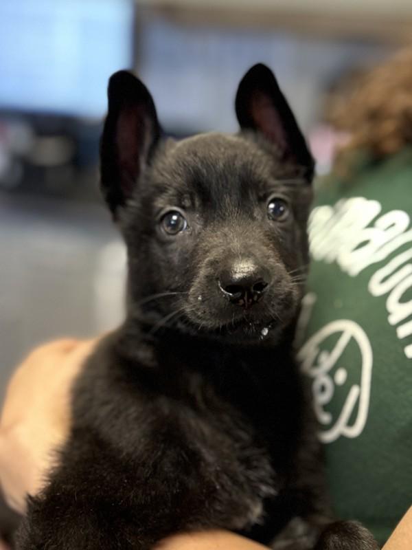 Enlarge Peggy, a Adoptable mixed breed in Dublin, CA image 2/2