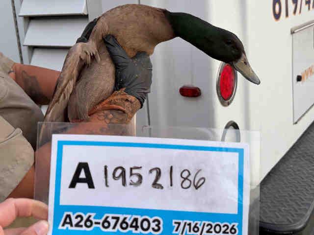 A1952186, Adoptable, Adult Male Duck.