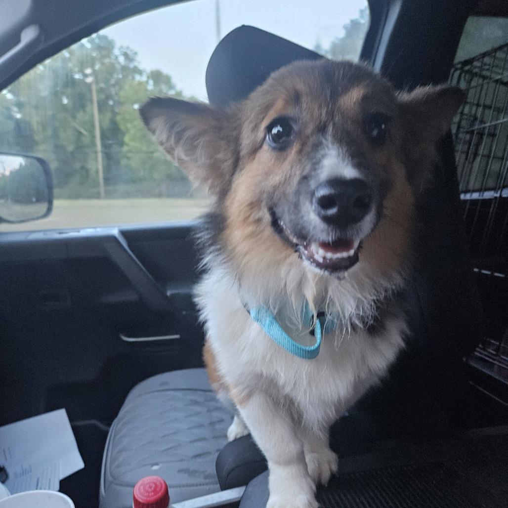 Toffee, Adoptable, Young Female Corgi & Mixed Breed.