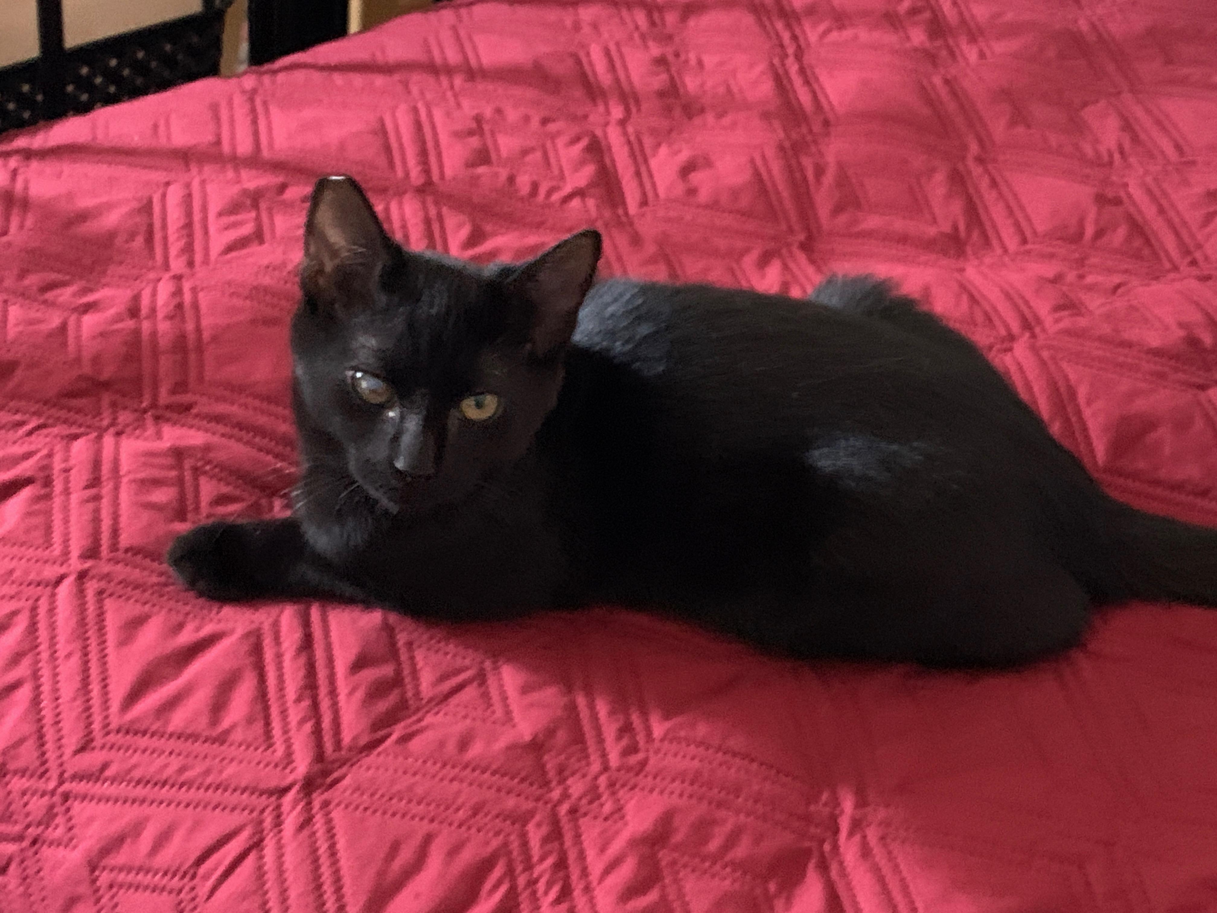 Enlarge Carter, a Adoptable mixed breed in Bonaire, GA image 6/6