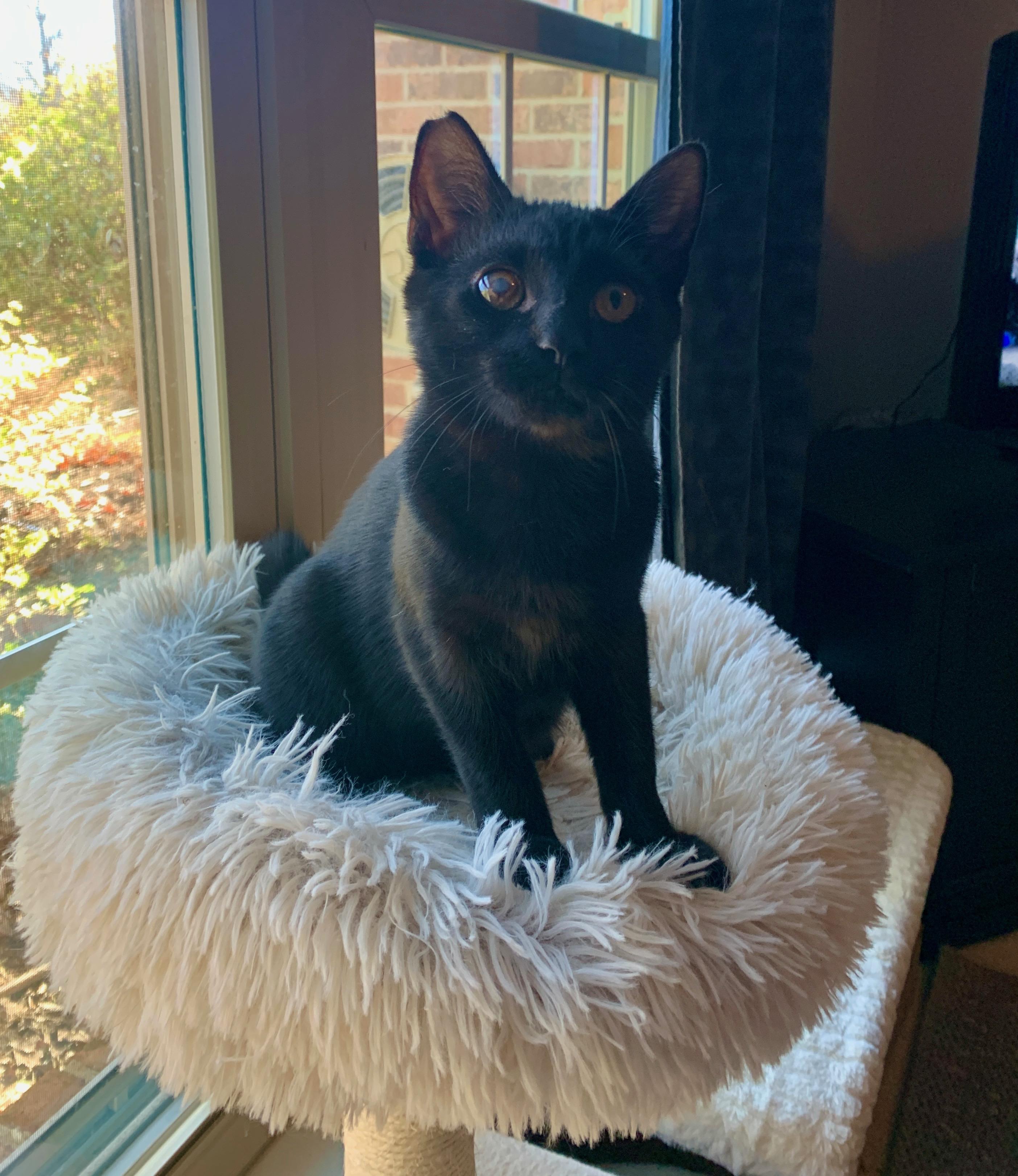 Enlarge Carter, a Adoptable mixed breed in Bonaire, GA image 5/6