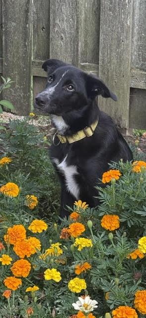Skunk - Adoption Pending!, Adoptable, Puppy Male Border Collie & German Shepherd Dog.