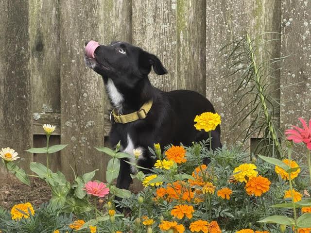 Enlarge Skunk - Adoption Pending!, a Adoptable mixed breed in Oakhurst, NJ image 2/3