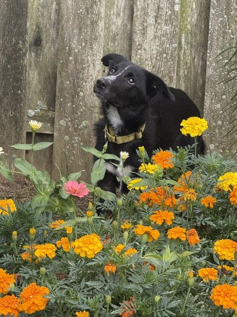Enlarge Skunk - Adoption Pending!, a Adoptable mixed breed in Oakhurst, NJ image 3/3