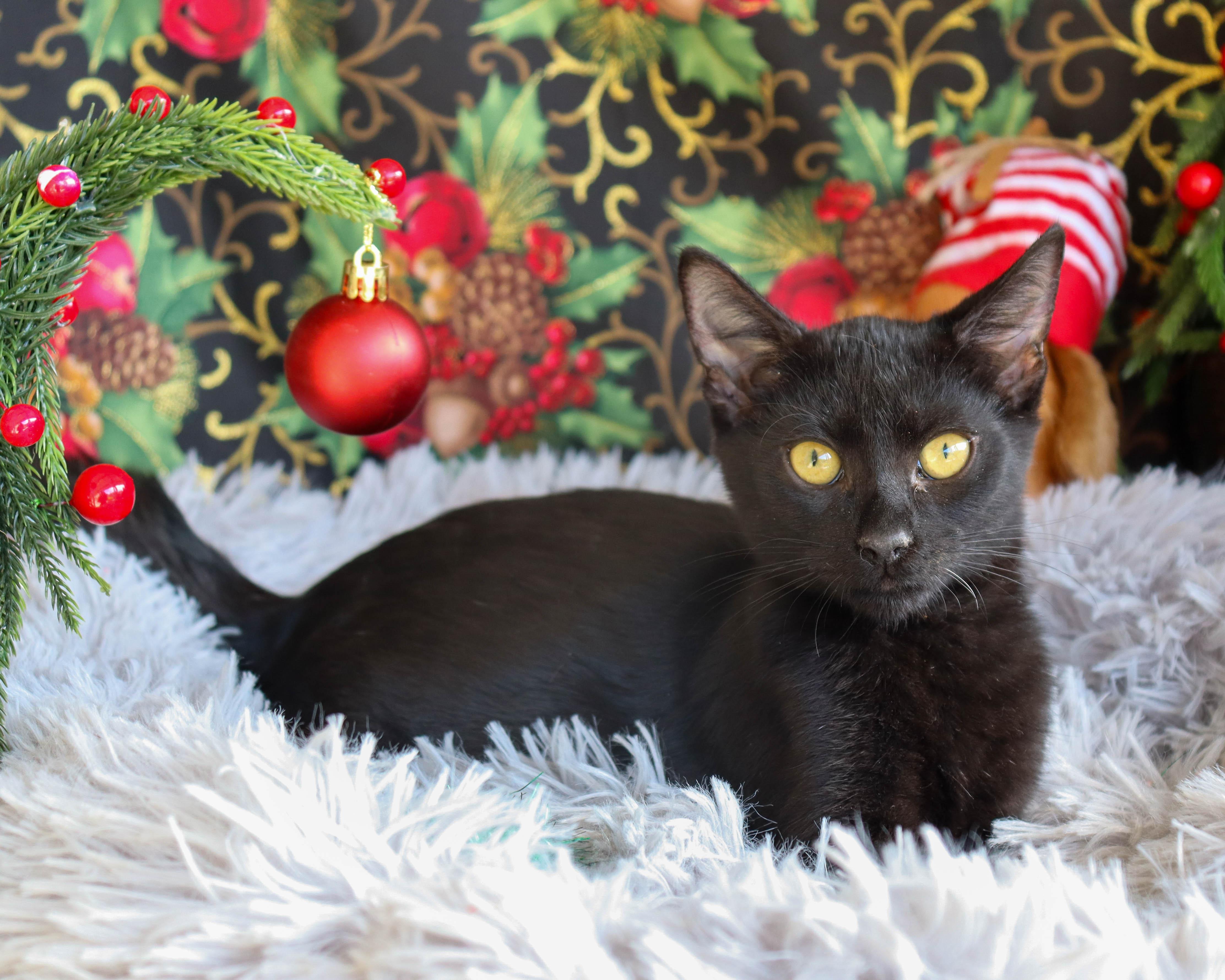 Filet Mignon thumbnail 3