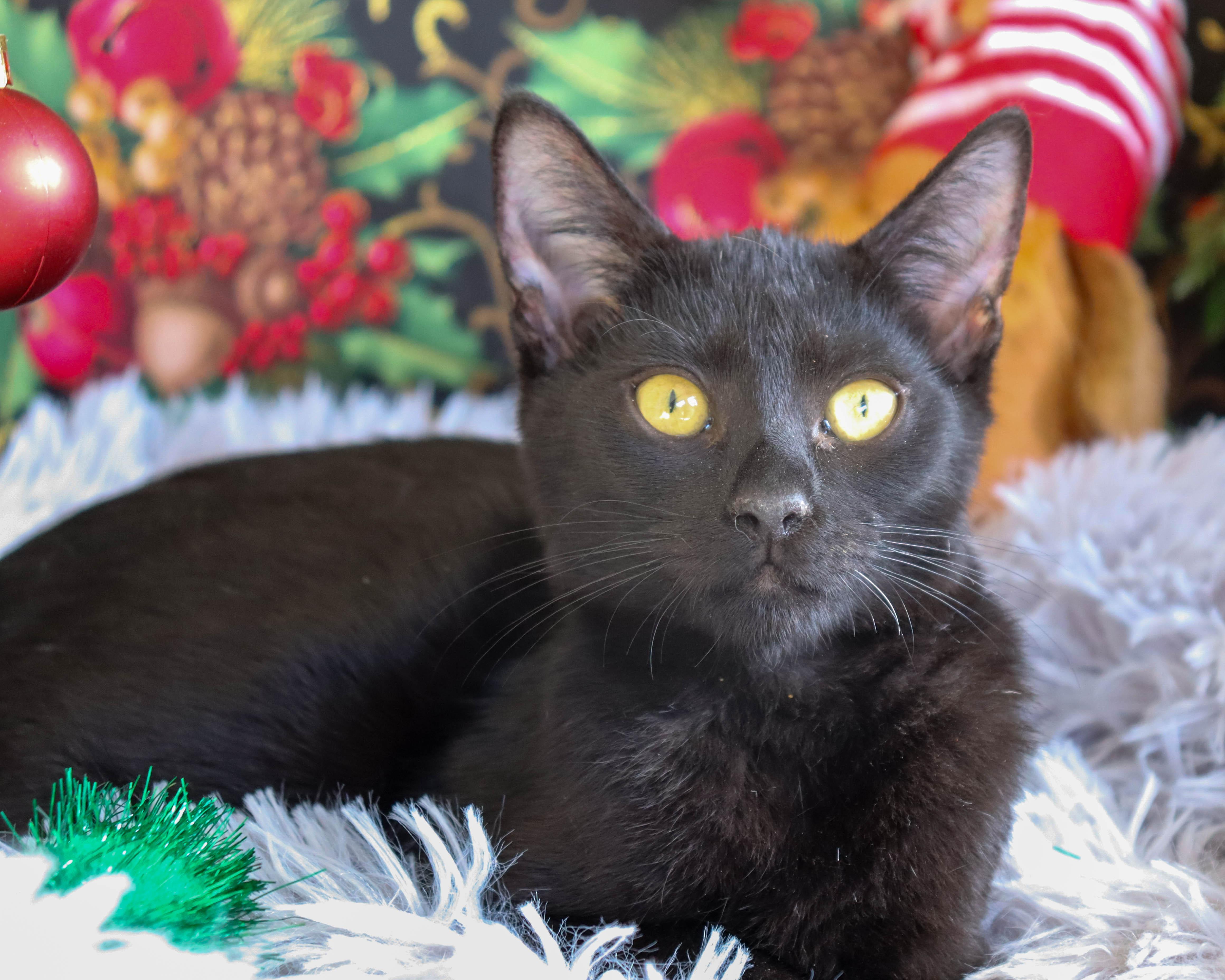 Filet Mignon thumbnail 2