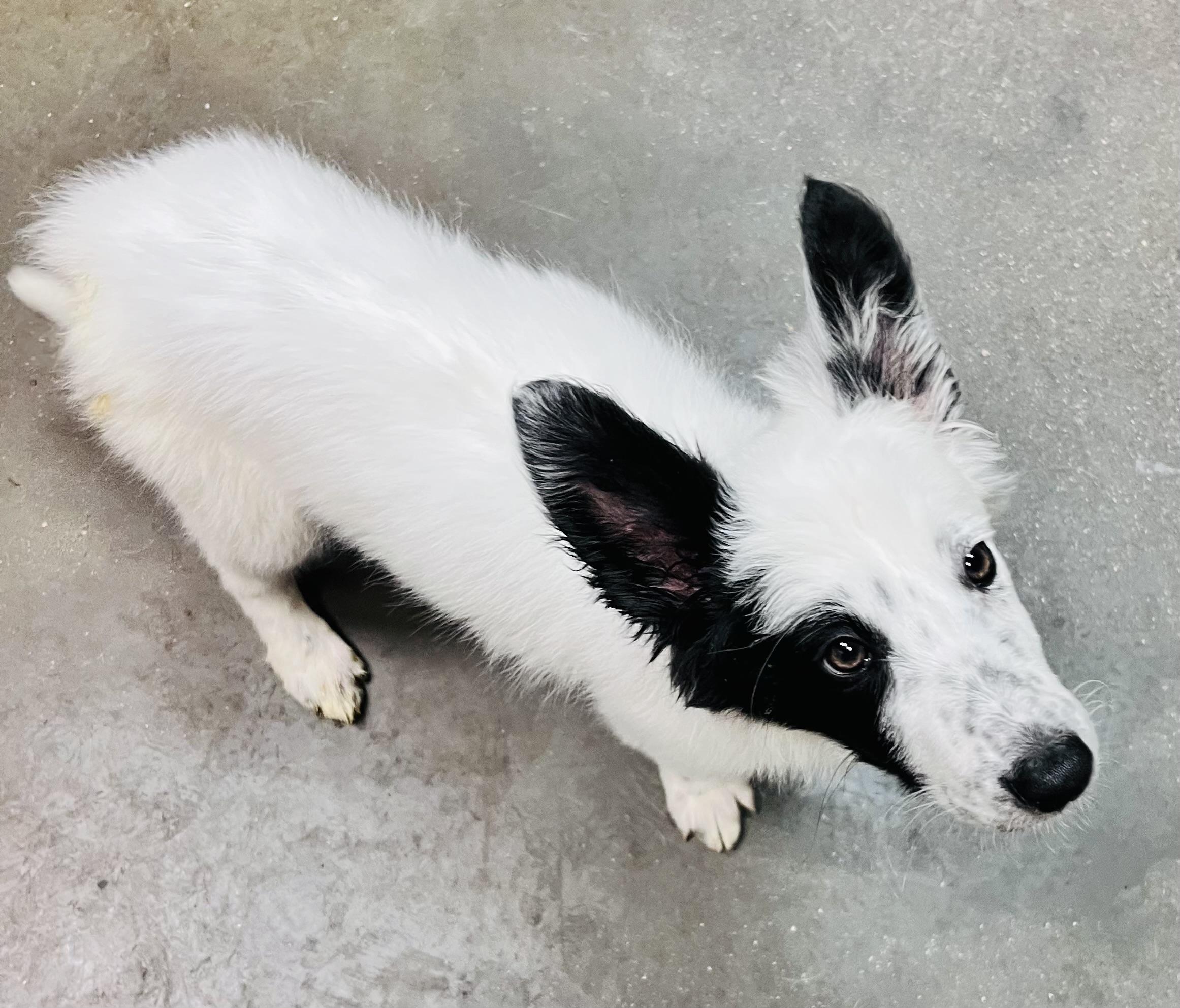 Mia , ADOPTABLE, Puppy Female Border Collie.
