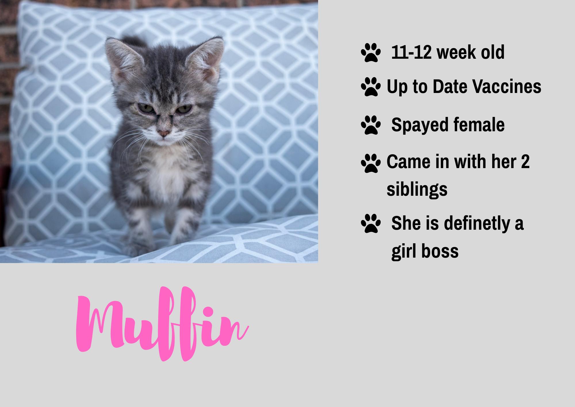 Enlarge Muffin, a Adoptable Domestic Short Hair in Junction City, KS image 1/1